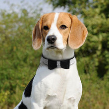 Load image into Gallery viewer, CHIC Rhinestone Pet Collar [GIVE YOUR DOG OR CAT SOME BLING]